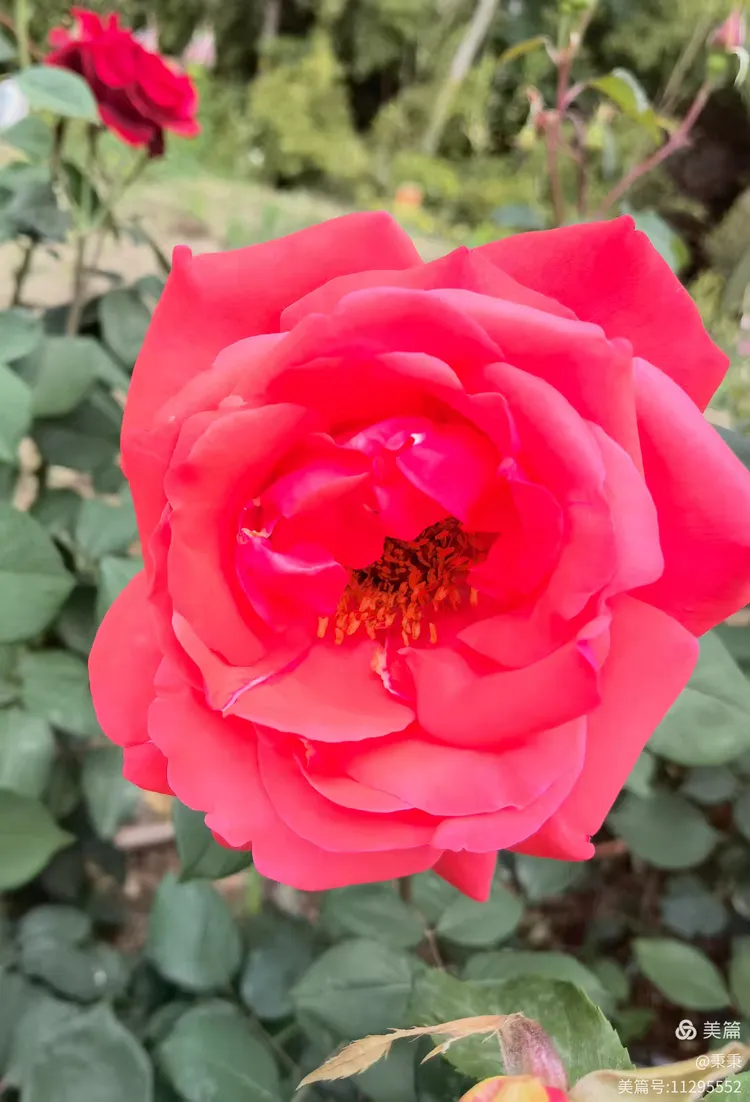 2025小区里随拍枚瑰花绽放👍🏻👍🏻欢迎👏👏大家欣赏✌✌“原创”(14)